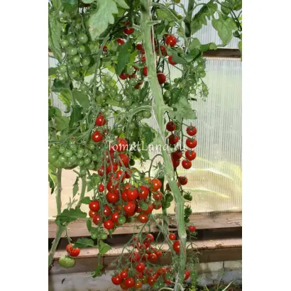 СЛАДКИЙ МИЛЛИОН