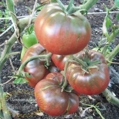 КОРОЛЕВСКИЙ