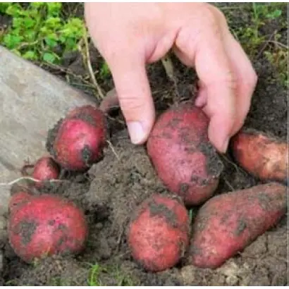 ДЕТСКОСЕЛЬСКИЙ