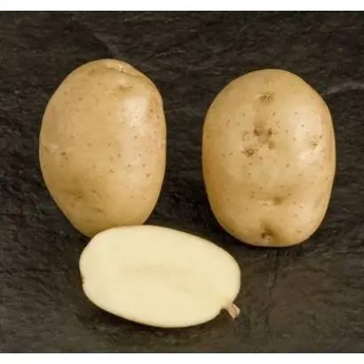 ПЕНЗЕНСКАЯ СКОРОСПЕЛКА