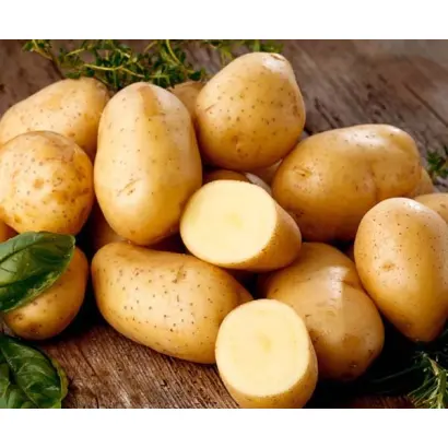 УРАЛЬСКИЙ РАННИЙ