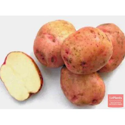 ЕРМАК УЛУЧШЕННЫЙ