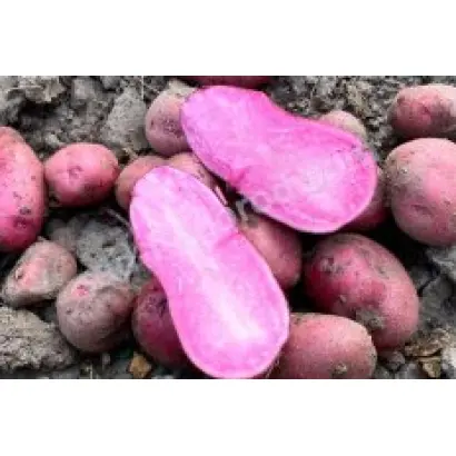 ПРИНЦЕССА НАТАВАН