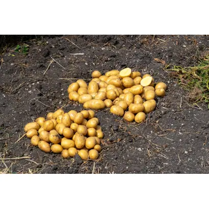 СУВОРОВСКИЙ