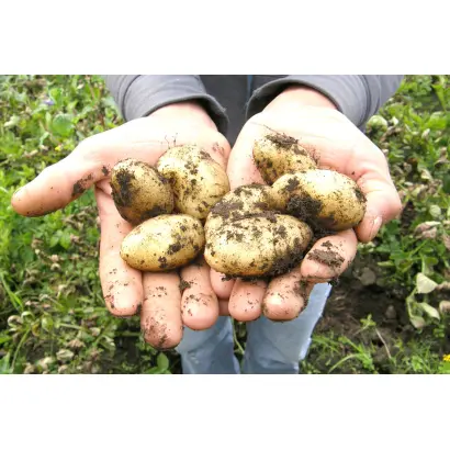 КУЗБАССКИЙ