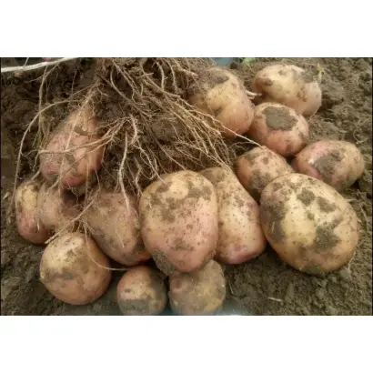 РОЗОВЫЙ ЧАРОДЕЙ