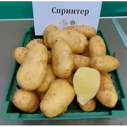 СПРИНТЕР