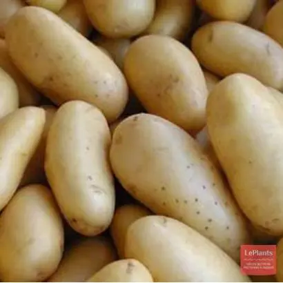 МОСТОВСКИЙ