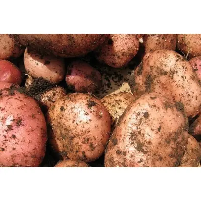 ВЫЧЕГОДСКИЙ