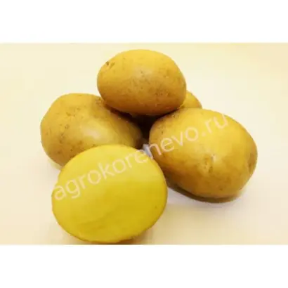 КРАСА МЕЩЕРЫ