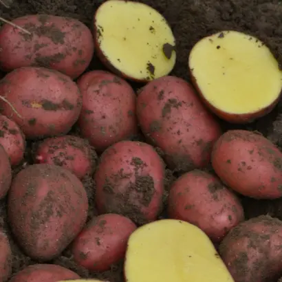 БАЛТИК РОУЗ