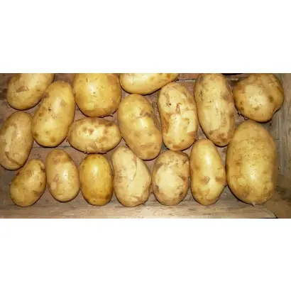 БРОННИЦКИЙ