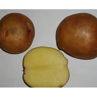 СМОЛЯНОЧКА