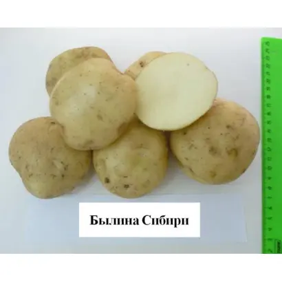 БЫЛИНА СИБИРИ