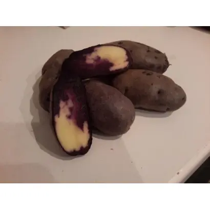 СЕВЕРНОЕ СИЯНИЕ