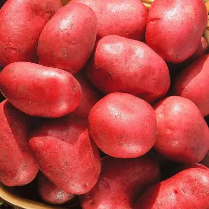 УТРО РАННЕЕ