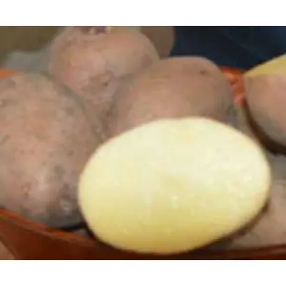 БЕЗЕНЧУКСКИЙ