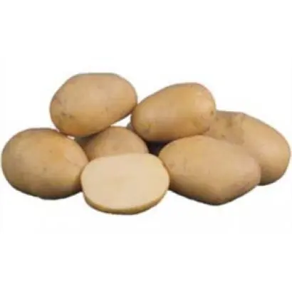 БРЯНСКИЙ РАННИЙ