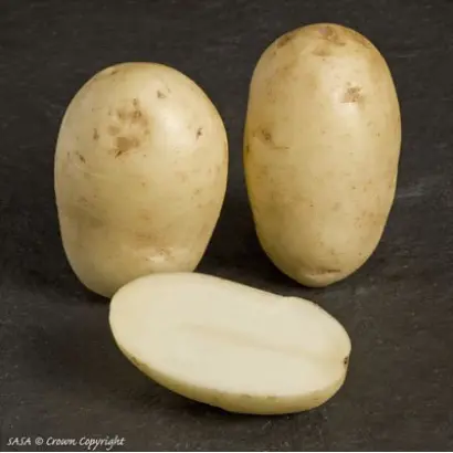 ЛЕДИ ЛЕНОРА