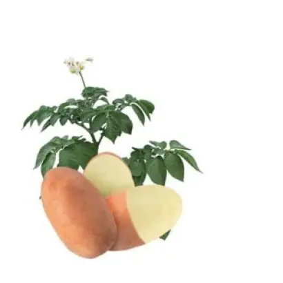 ЛЕДИ БЛАНКА