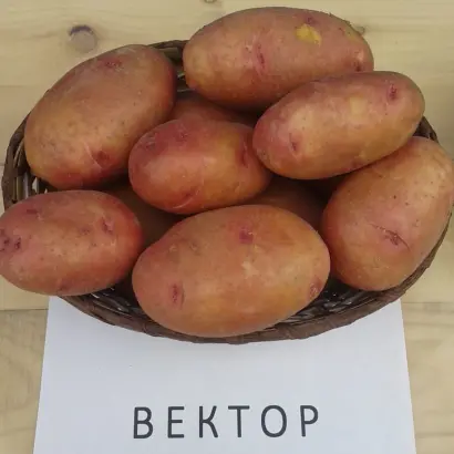 ВЕКТАР БЕЛОРУССКИЙ