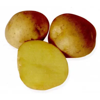 КЕМЕРОВЧАНИН