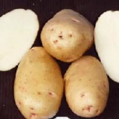 ВЕСНА БЕЛАЯ