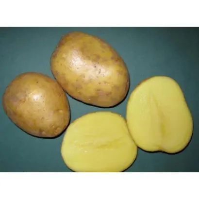 ЛОМОНОСОВСКИЙ