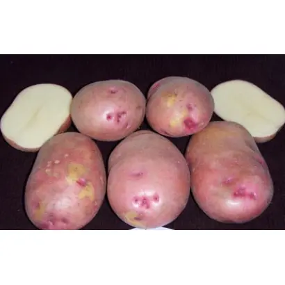 РУССКАЯ КРАСАВИЦА