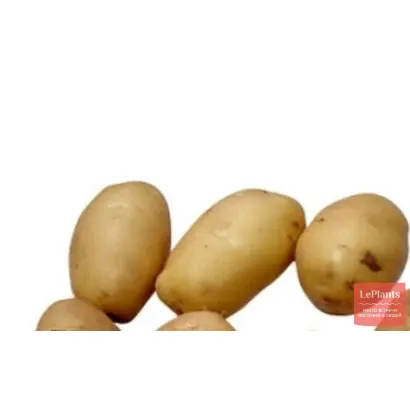 КРАСНОЯРСКИЙ РАННИЙ