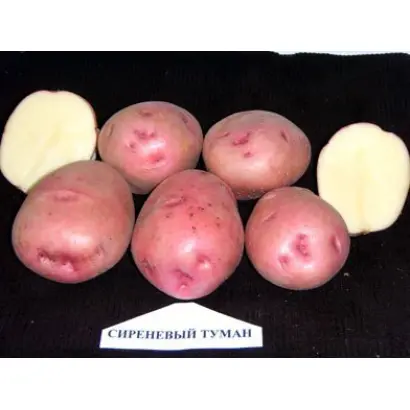 СИРЕНЕВЫЙ ТУМАН