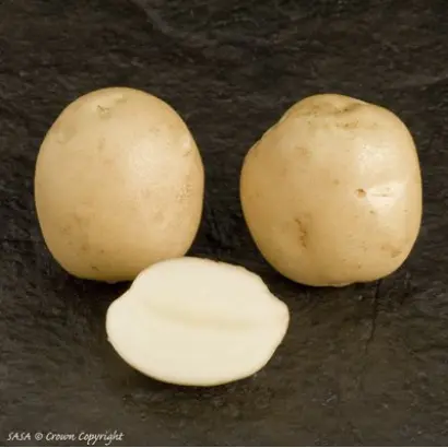 КАРЛИНГФОРД