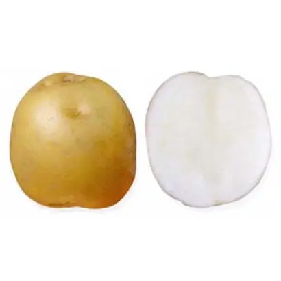 МОСКВОРЕЦКИЙ