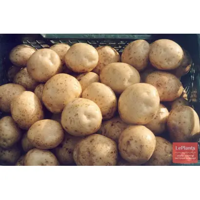 ПЕТЕРБУРГСКИЙ