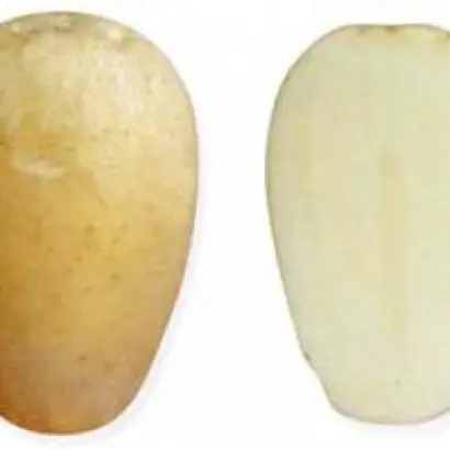 НАЛЬЧИКСКИЙ