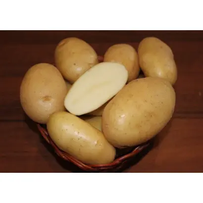 БОЛВИНСКИЙ