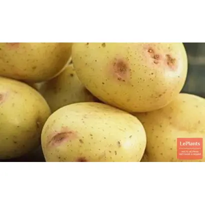 СОКОЛЬСКИЙ