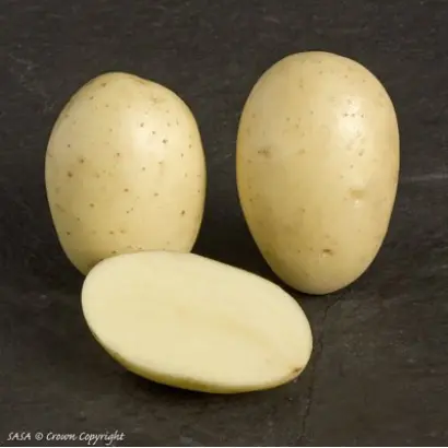 АЙЛ ОФ ДЖУРА