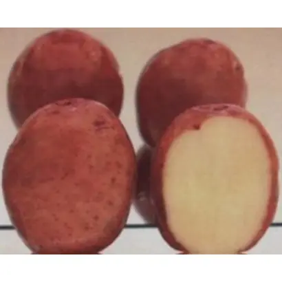 КИСЛОВОДСКИЙ