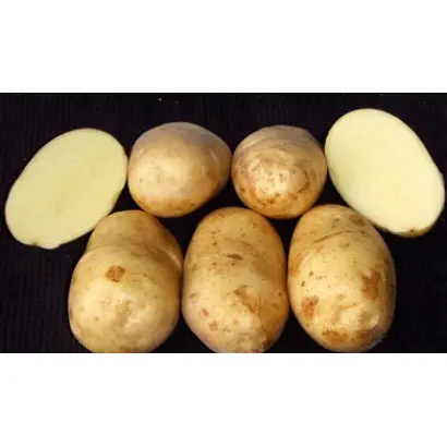 ОРЕДЕЖСКИЙ