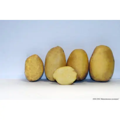 ВЕРШИНИНСКИЙ