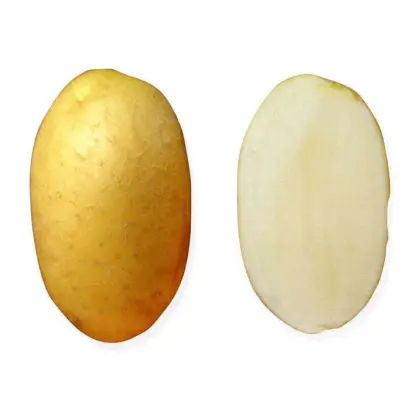 ВДОХНОВЕНИЕ