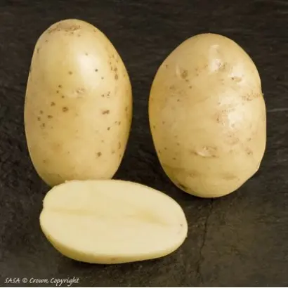 ЛЕДИ ОЛИМПИЯ