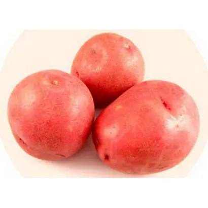 КРАСНАЯ РОЗА