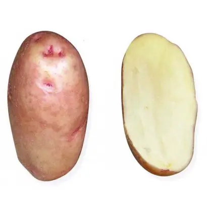 ЗАГАДКА ПИТЕРА