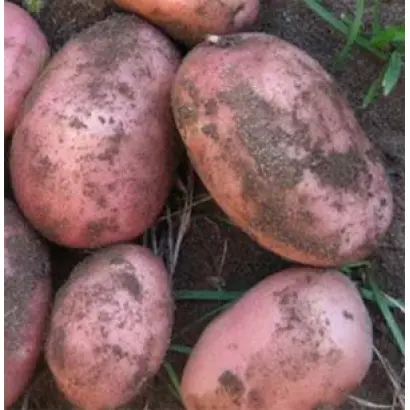 БРЯНСКИЙ КРАСНЫЙ