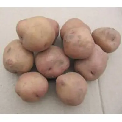 БРЯНСКИЙ НАДЕЖНЫЙ