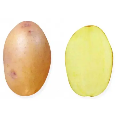 ХОЛМОГОРСКИЙ