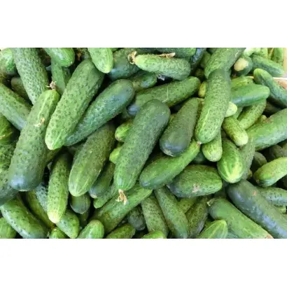 ВЛАДИВОСТОКСКИЙ 155