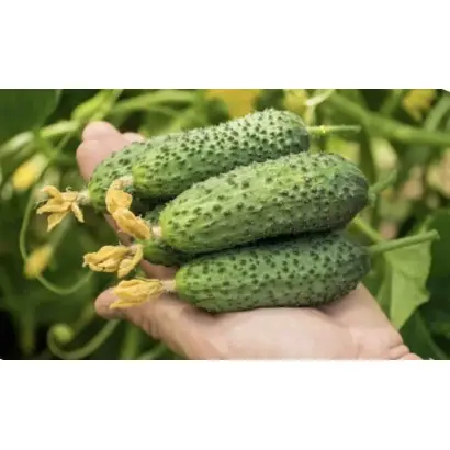 НЕРОСИМЫЙ 40